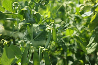 Photo of Pea plants with green leaves and pods growing in field, closeup