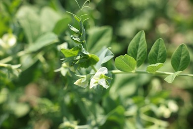 Photo of Pea plants with green leaves and flowers growing in field, closeup
