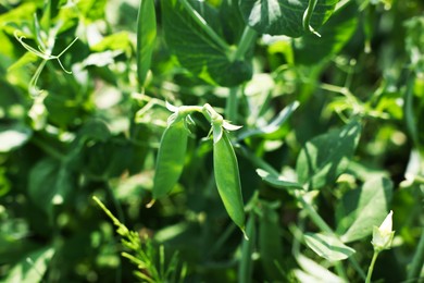 Photo of Pea plants with green leaves and pods growing in field, closeup