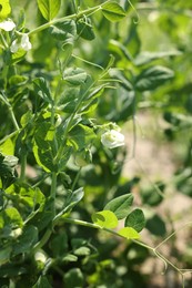 Photo of Pea plants with green leaves and flowers growing in field, closeup