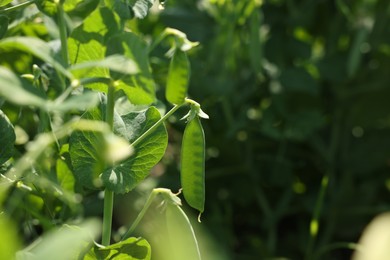 Photo of Pea plants with green leaves and pods growing in field, closeup. Space for text