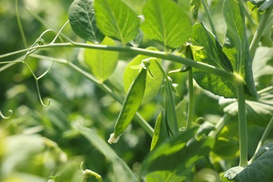 Photo of Pea plants with green leaves and pods growing in field, closeup