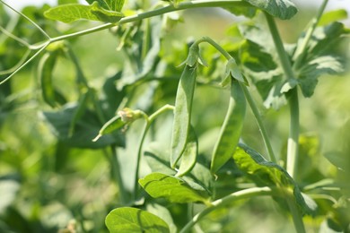 Photo of Pea plants with green leaves and pods growing in field, closeup