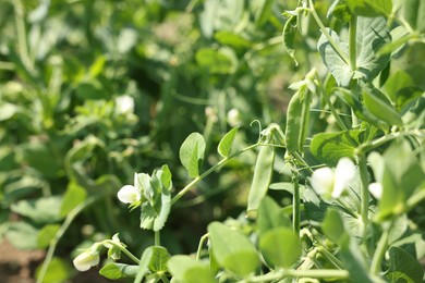 Photo of Pea plants with green leaves and pods growing in field, closeup