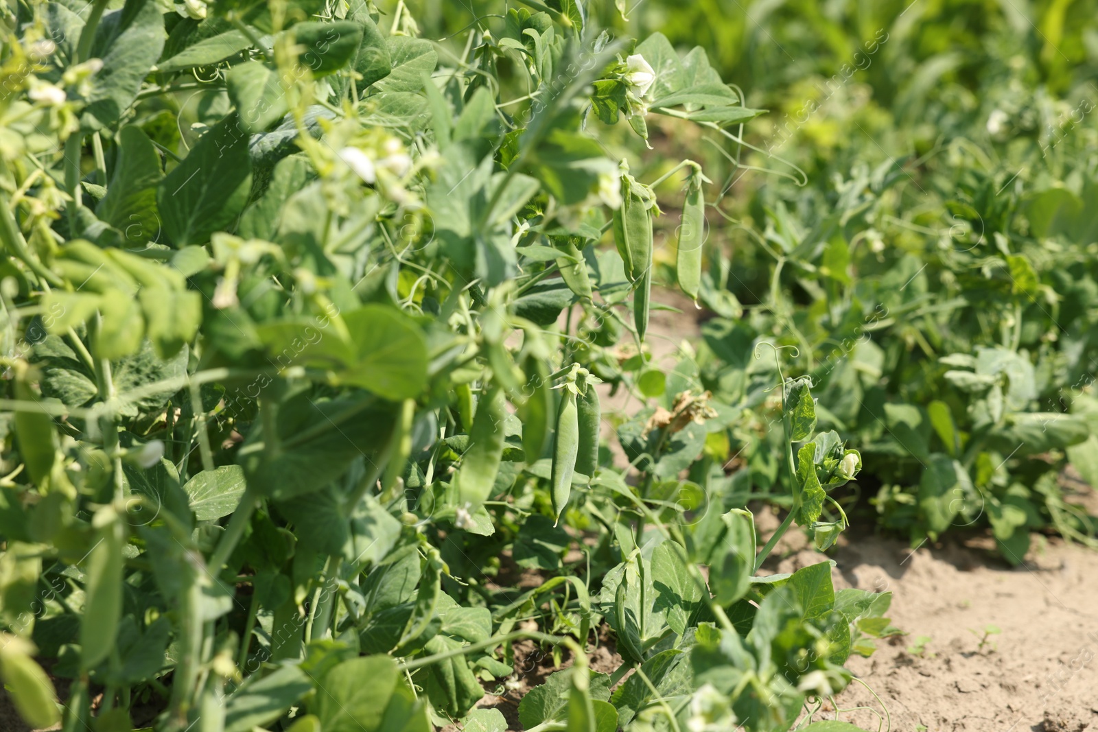 Photo of Pea plants with green leaves and pods growing in field, closeup
