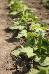Photo of Bean plants with green leaves growing in field, closeup