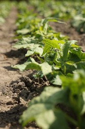 Photo of Bean plants with green leaves growing in field, closeup