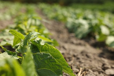 Photo of Bean plants with green leaves growing in field, closeup