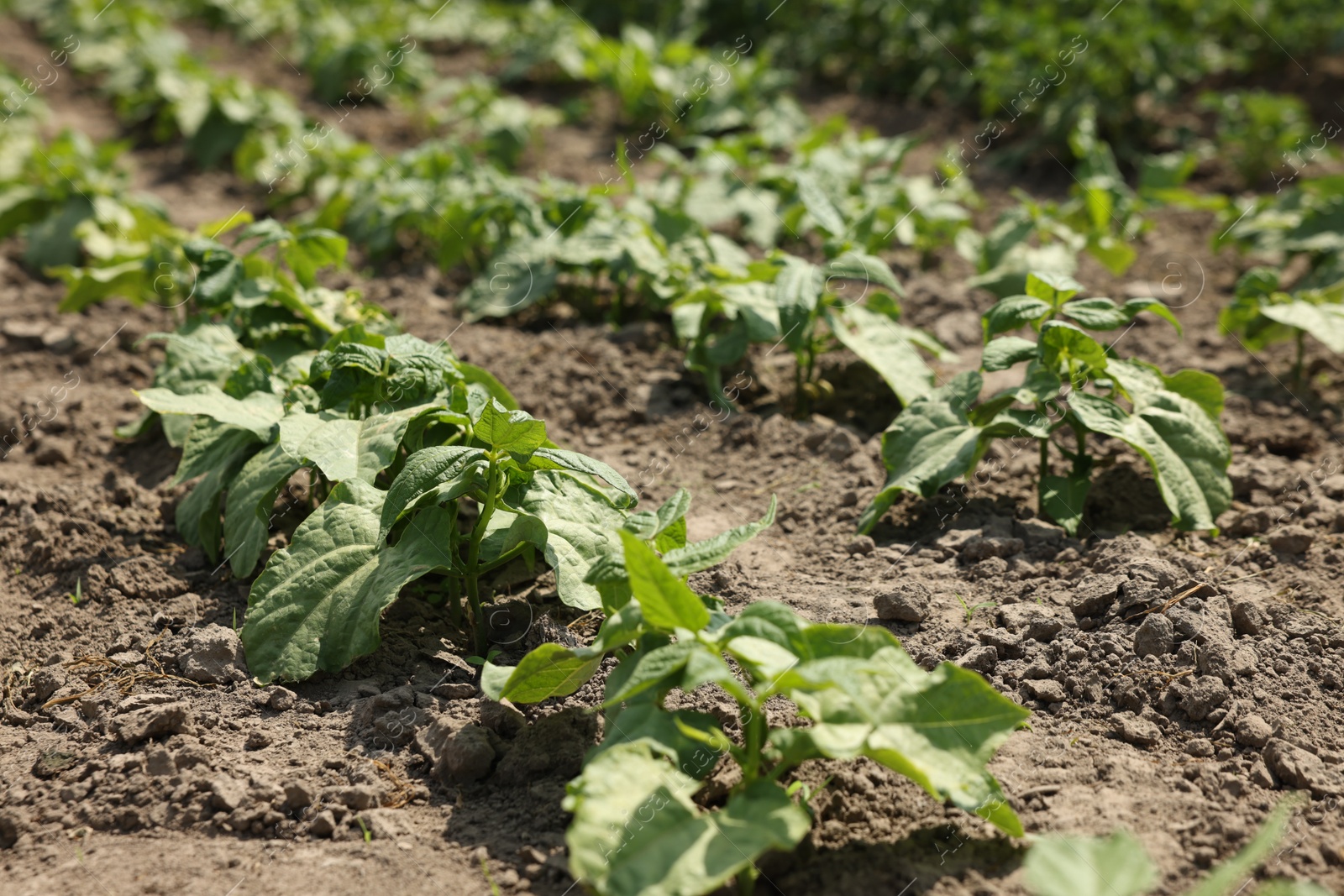 Bean plants with green leaves growing in field Photo of Bean plants with green leaves growing in field