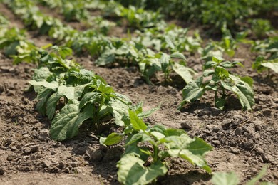 Photo of Bean plants with green leaves growing in field