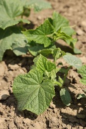 Photo of Cucumber plants with green leaves growing in field, closeup