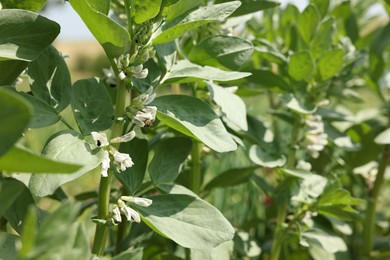 Photo of Bean plants with green leaves and flowers growing in field, closeup