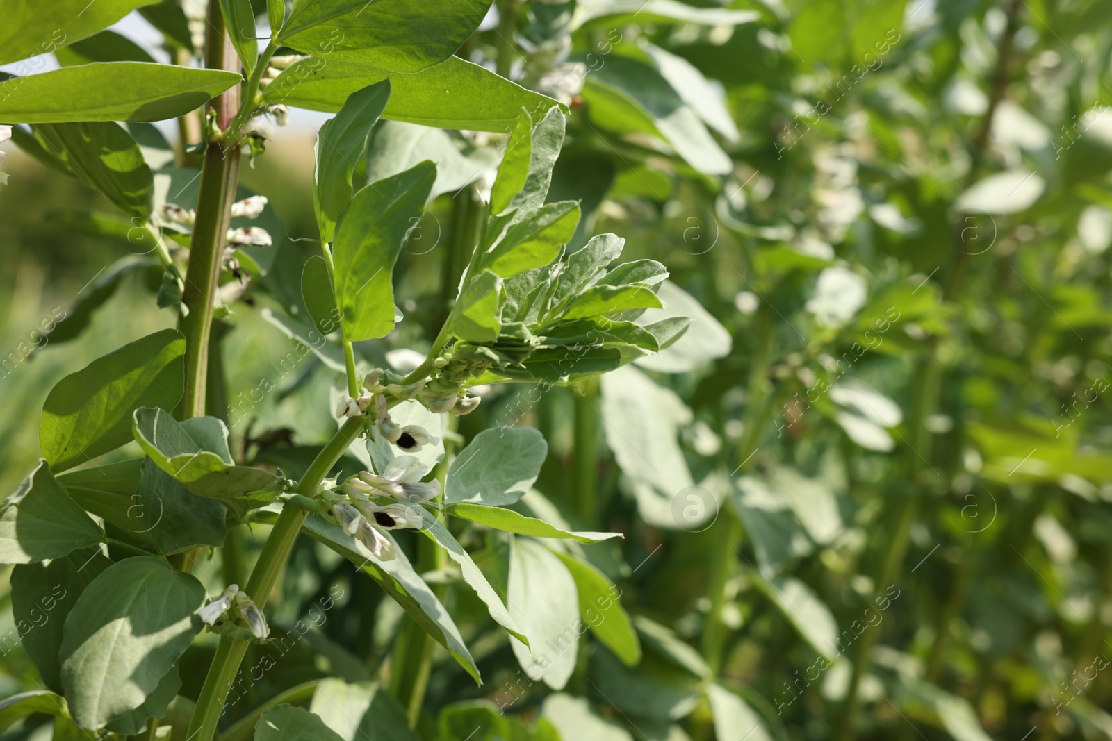 Bean plants with green leaves and flowers growing in field, closeup. Space for text Photo of Bean plants with green leaves and flowers growing in field, closeup. Space for text