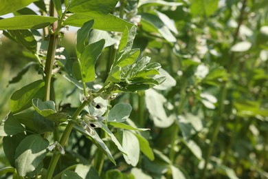 Photo of Bean plants with green leaves and flowers growing in field, closeup. Space for text