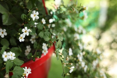Photo of Beautiful potted Bacopa plant with white flowers outdoors, closeup