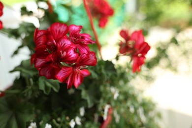Photo of Beautiful potted Pelargonium plant with red flowers outdoors, closeup