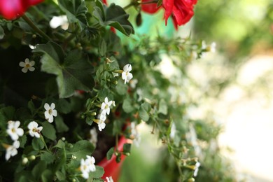 Photo of Beautiful potted Bacopa and Pelargonium plants with flowers outdoors, closeup
