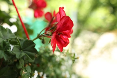 Photo of Beautiful Pelargonium plant with red flowers outdoors, closeup. Space for text