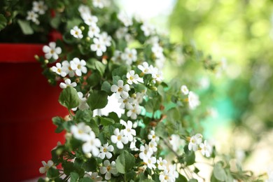 Photo of Beautiful potted Bacopa plant with white flowers outdoors, closeup