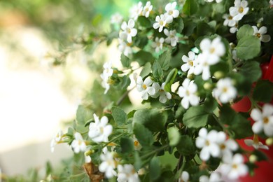 Photo of Beautiful potted Bacopa plant with white flowers outdoors, closeup. Space for text