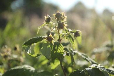 Photo of Raspberry bush with blossoms growing outdoors on sunny day, closeup
