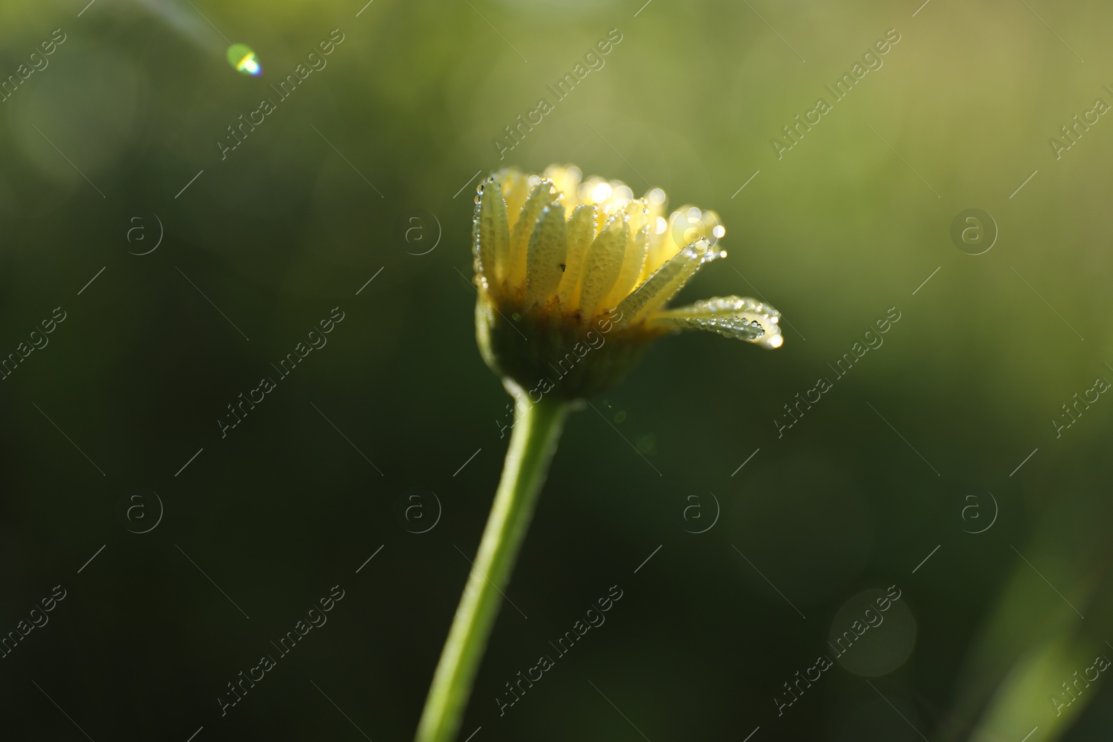 Photo of Beautiful blooming chamomile flower growing outdoors, closeup