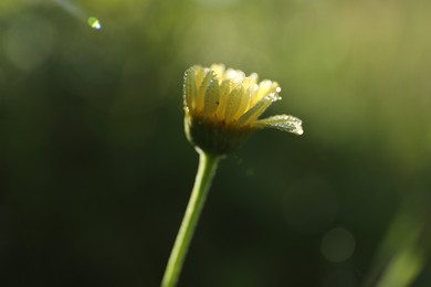 Photo of Beautiful blooming chamomile flower growing outdoors, closeup