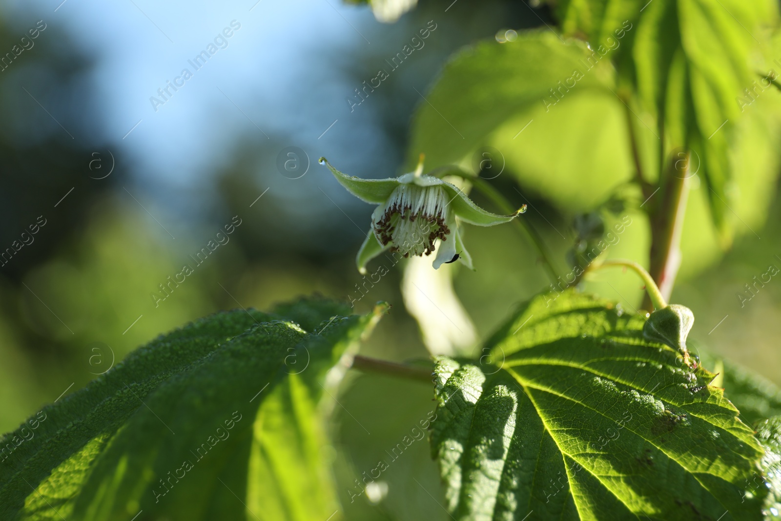 Photo of Raspberry bush with blossom growing outdoors on sunny day, closeup