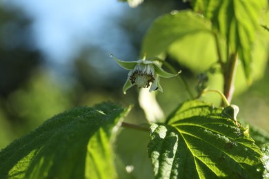 Photo of Raspberry bush with blossom growing outdoors on sunny day, closeup