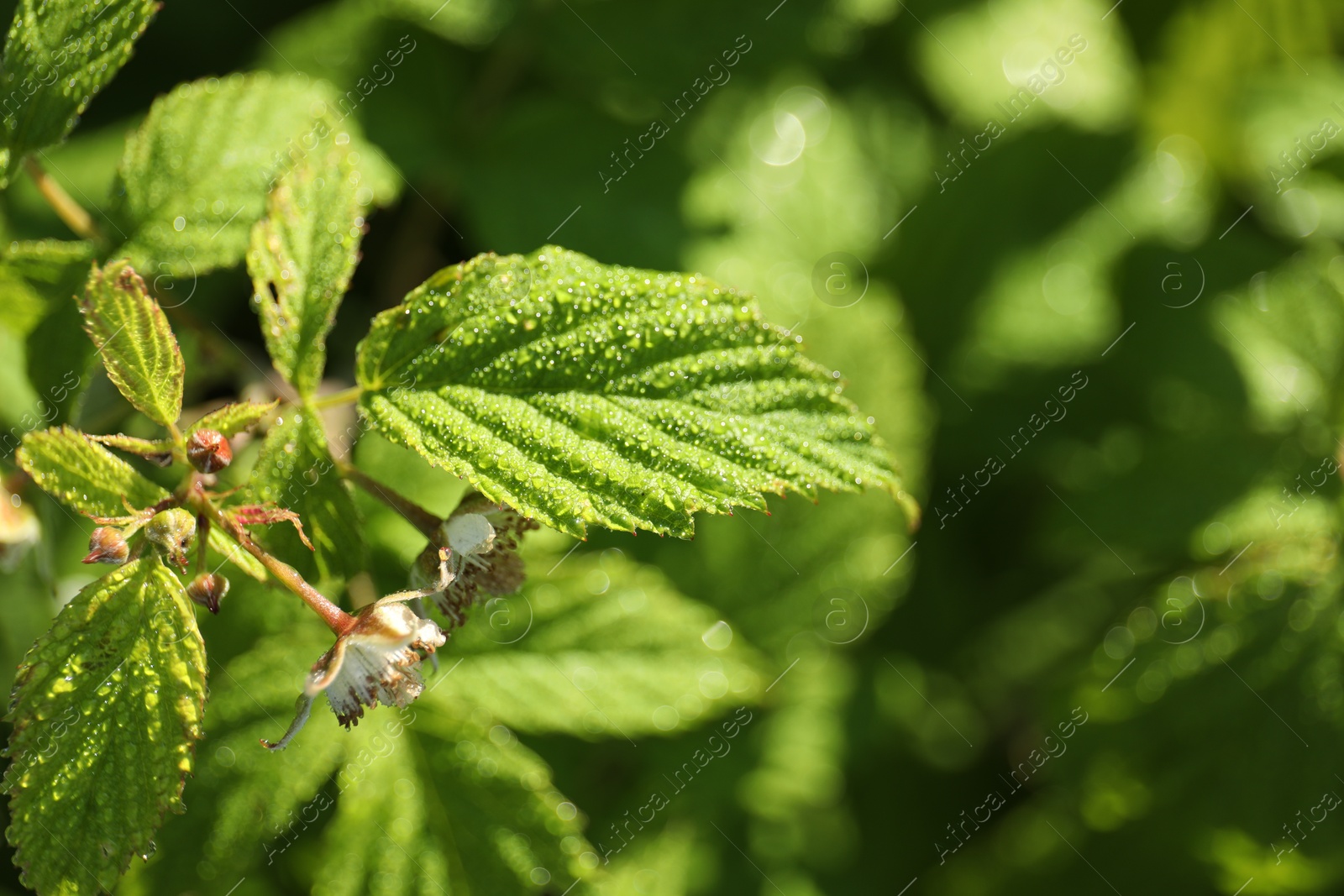 Photo of Raspberry bush with blossoms growing outdoors on sunny day, closeup. Space for text