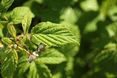 Photo of Raspberry bush with blossoms growing outdoors on sunny day, closeup. Space for text