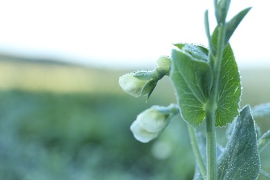 Photo of Green pea plant with blossoms growing outdoors, closeup. Space for text