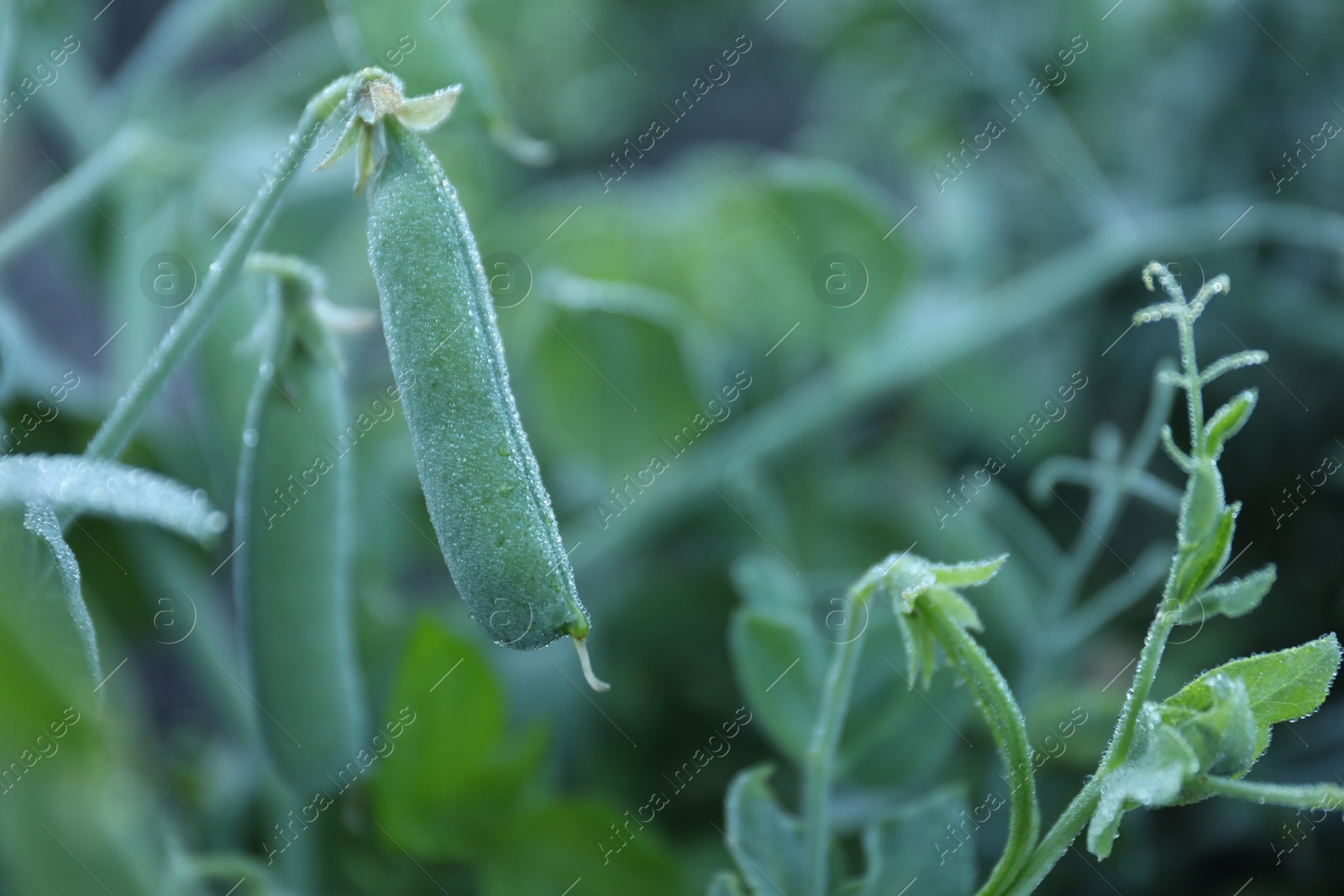 Photo of Ripe green pea pods growing outdoors, closeup