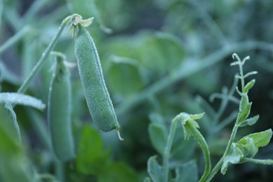 Photo of Ripe green pea pods growing outdoors, closeup