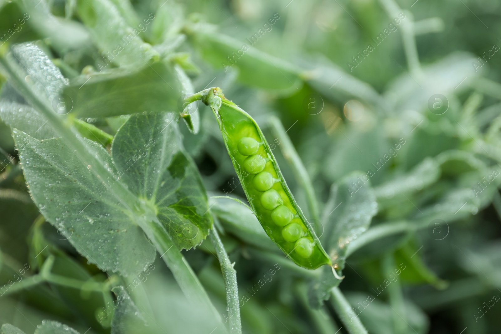 Photo of Ripe green pea pod growing outdoors, closeup