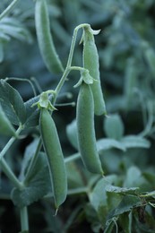 Photo of Ripe green pea pods growing outdoors, closeup