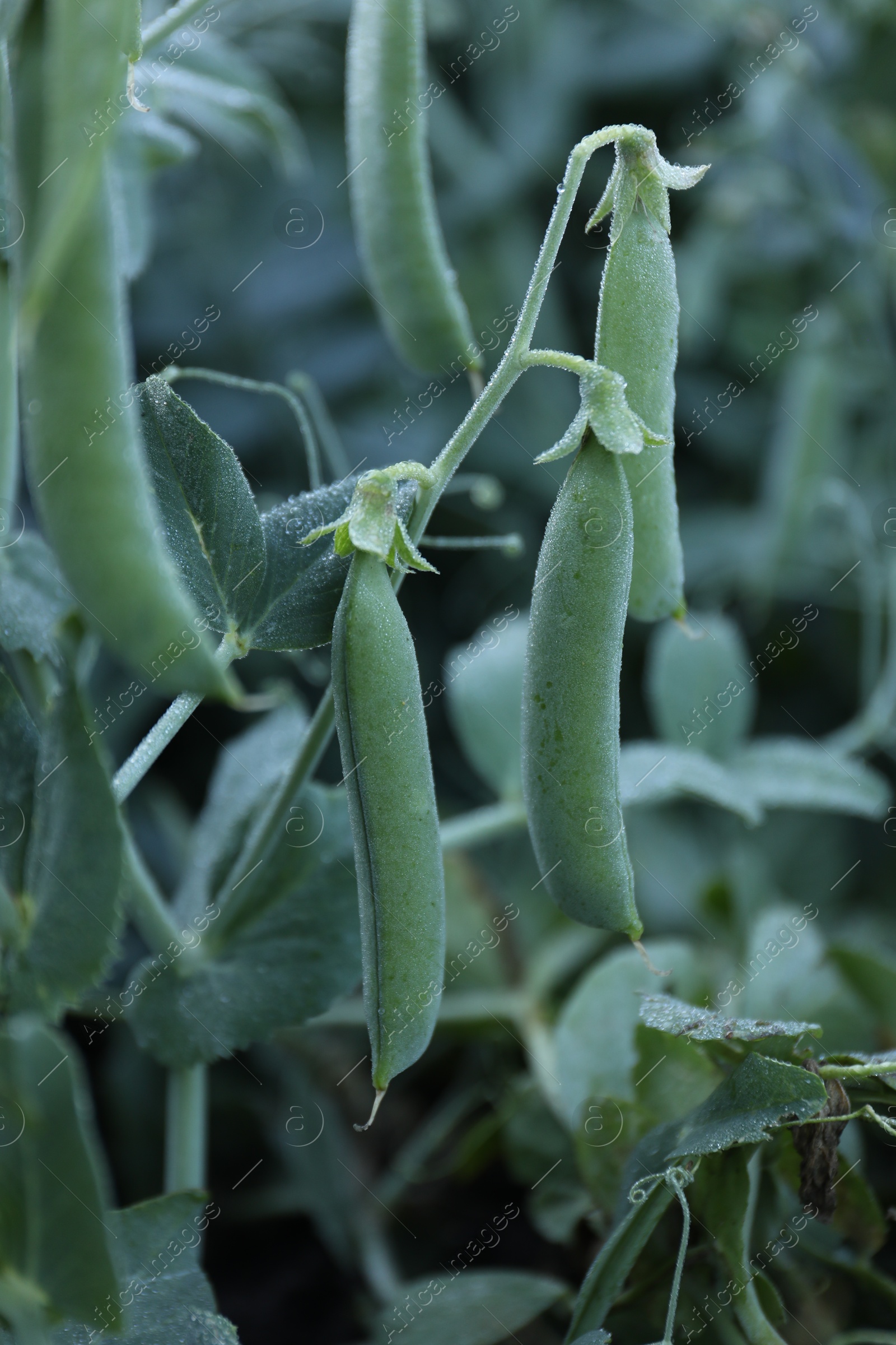 Photo of Ripe green pea pods growing outdoors, closeup