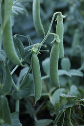 Photo of Ripe green pea pods growing outdoors, closeup
