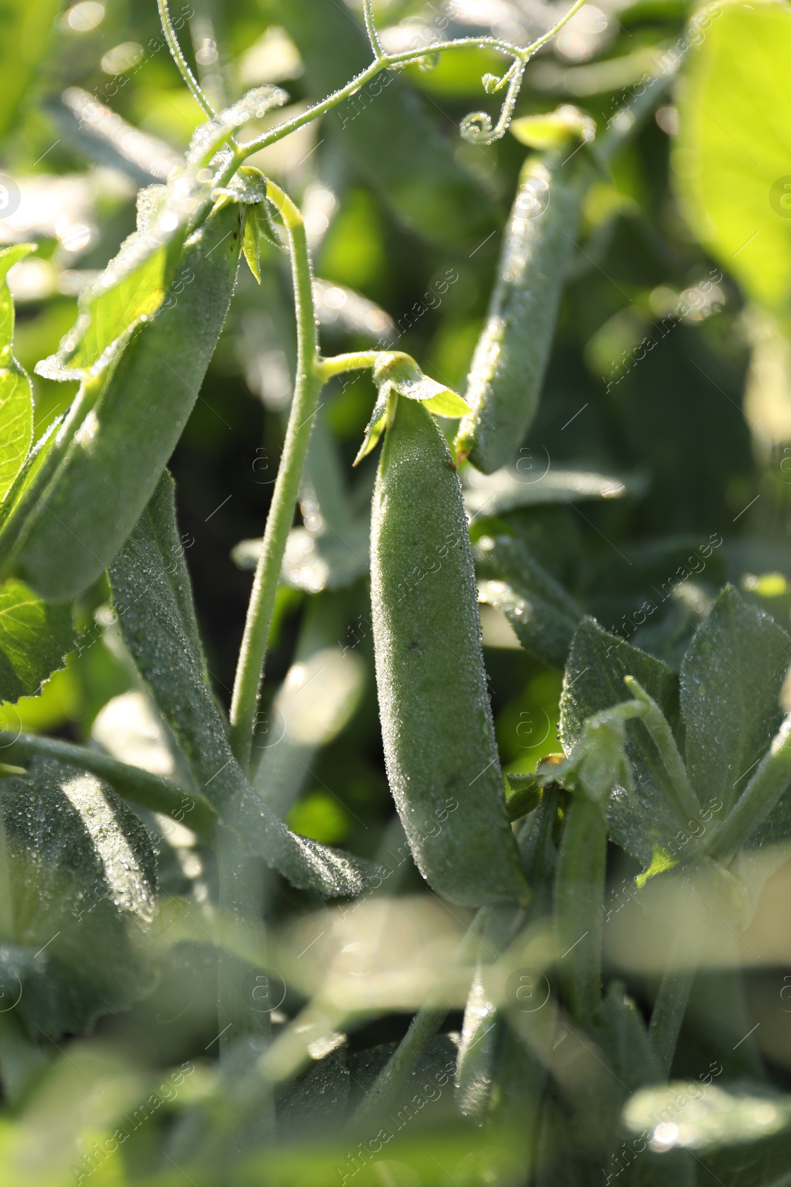 Photo of Ripe green pea pods growing outdoors, closeup