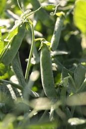 Photo of Ripe green pea pods growing outdoors, closeup