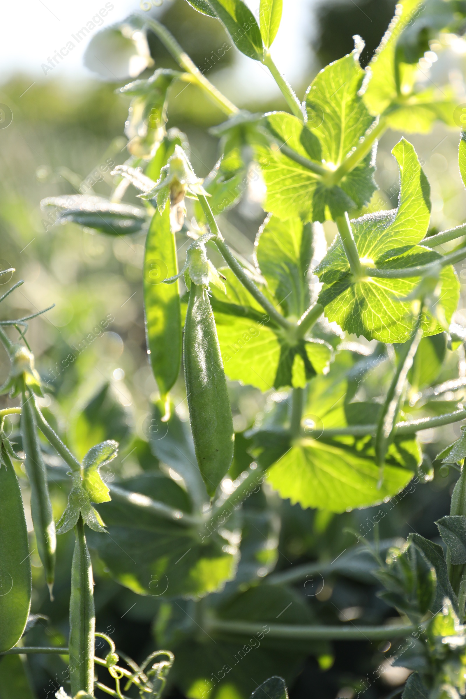 Photo of Ripe green pea pods growing outdoors, closeup