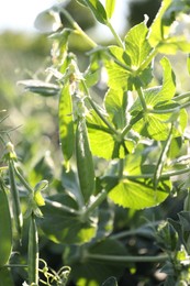 Photo of Ripe green pea pods growing outdoors, closeup