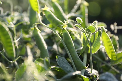 Photo of Ripe green pea pods growing outdoors, closeup