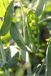 Photo of Ripe green pea pod growing outdoors, closeup