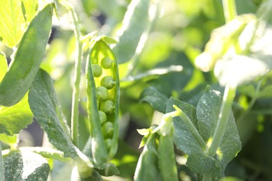 Photo of Ripe green pea pods growing outdoors, closeup