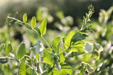 Photo of Green pea plant with blossoms growing outdoors, closeup