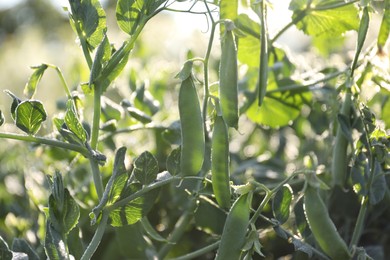 Photo of Ripe green pea pods growing outdoors, closeup