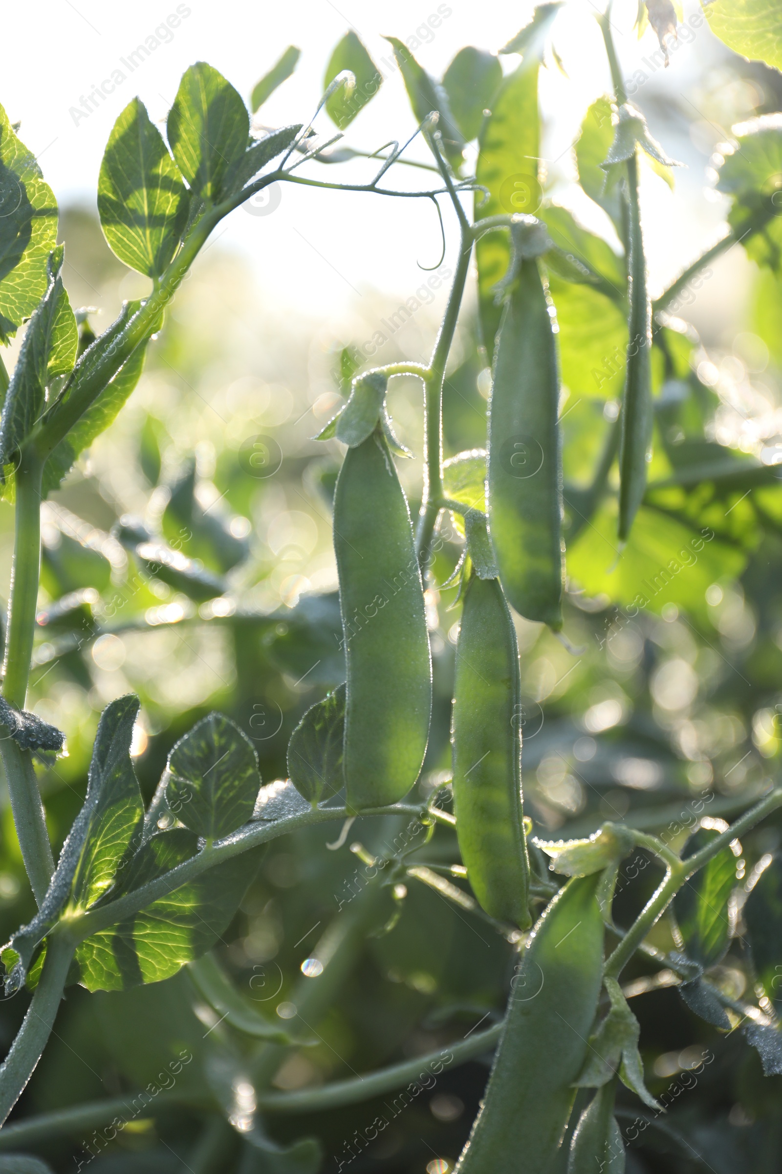 Photo of Ripe green pea pods growing outdoors, closeup