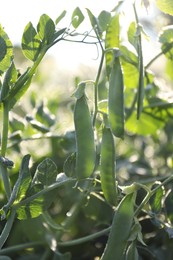 Photo of Ripe green pea pods growing outdoors, closeup