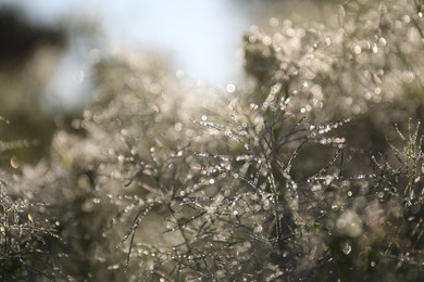 Photo of Branches with dew drops on blurred background, closeup. Bokeh effect